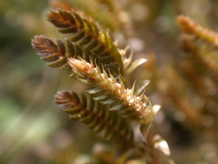 Selaginella aristata