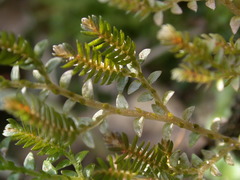 Selaginella aristata