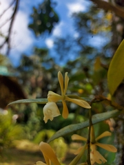Epidendrum coronatum