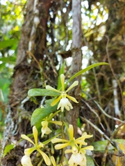 Epidendrum coronatum