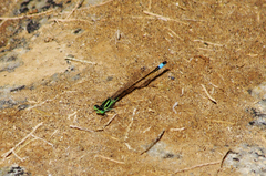 Ischnura saharensis