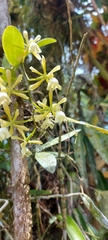 Epidendrum coronatum