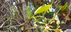 Epidendrum coronatum