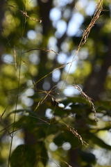 Achnatherum pekinense