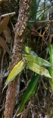 Epidendrum coronatum