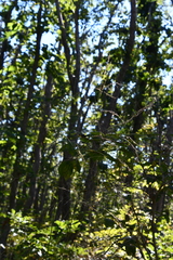 Achnatherum pekinense