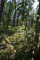 Achnatherum pekinense