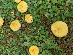 Suillus americanus