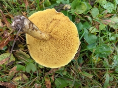 Suillus americanus