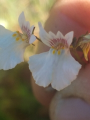 Nemesia bicornis