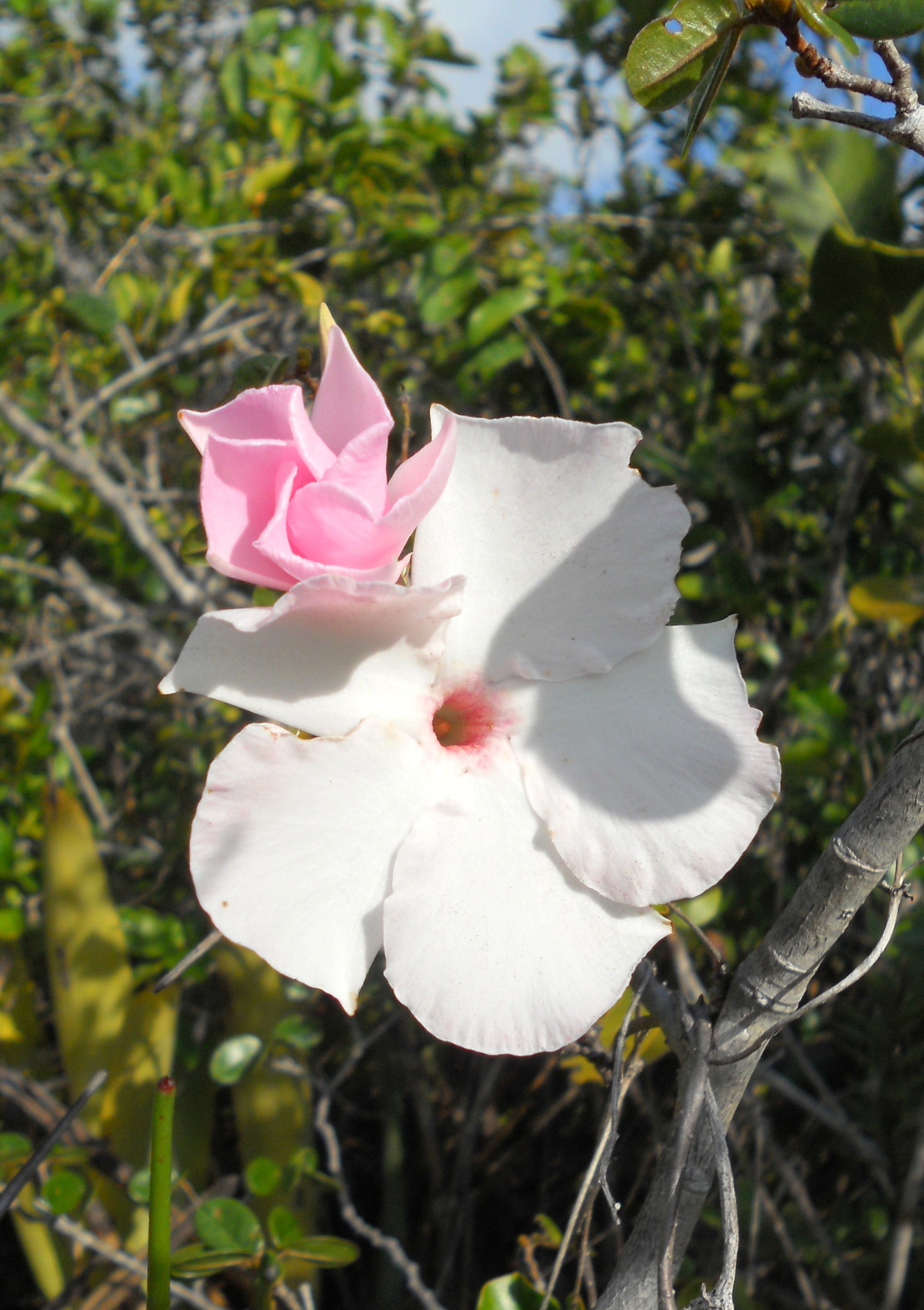 Mandevilla moricandiana
