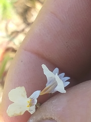 Nemesia bicornis