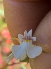 Nemesia bicornis