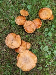 Suillus