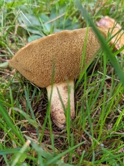 Suillus