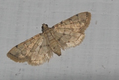 Lamprosema tampiusalis