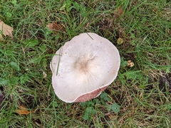 Agaricus
