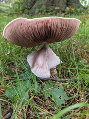 Agaricus