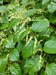 Reynoutria japonica