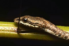 Dryophiops rubescens