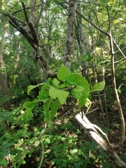 Coccoloba acapulcensis