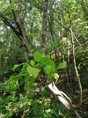 Coccoloba acapulcensis