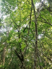 Coccoloba acapulcensis