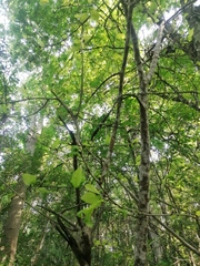 Coccoloba acapulcensis