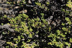 Pegolettia retrofracta