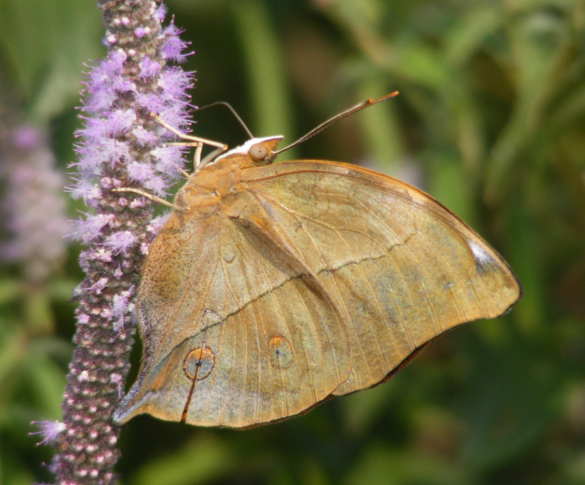 未開封PachypodiumGracilius Var.AUTUMNLEAVES Autumn leaf (Doleschallia bisaltide) - Picture Insect