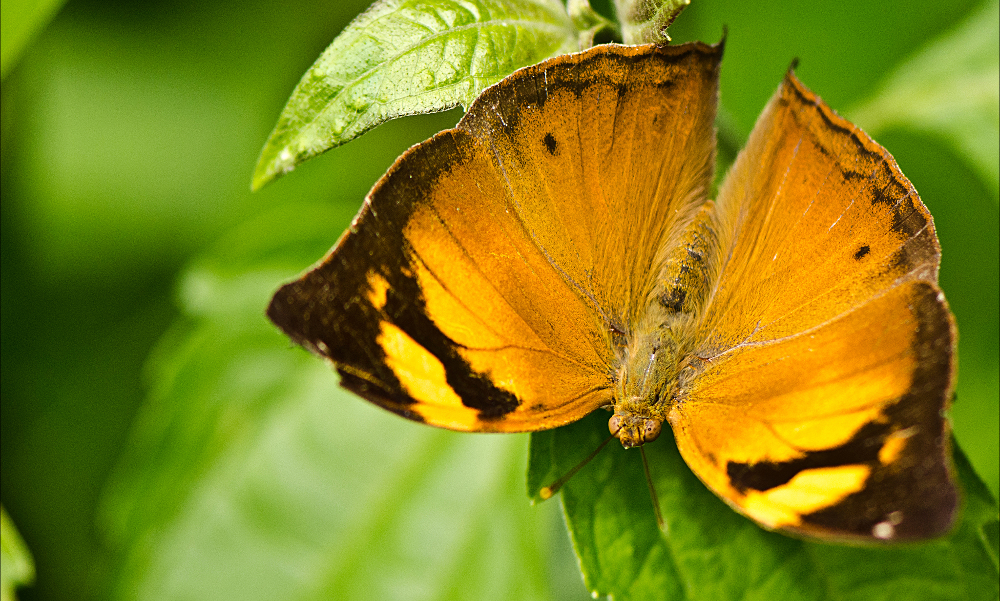 未開封PachypodiumGracilius Var.AUTUMNLEAVES Autumn Leaf (Doleschallia bisaltide) · iNaturalist