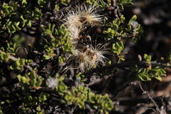 Pegolettia retrofracta