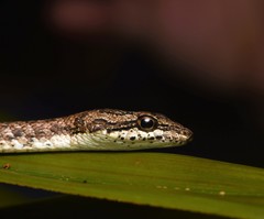 Dryophiops rubescens