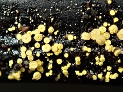 Lachnum pteridophyllum