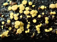 Lachnum pteridophyllum