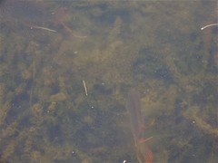 Geophagus altifrons