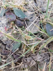 Sporobolus aculeatus