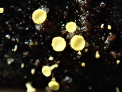 Lachnum pteridophyllum