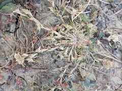 Sporobolus aculeatus