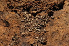 Termitinae