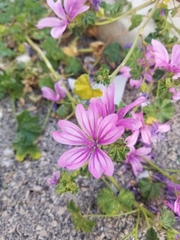Malva sylvestris
