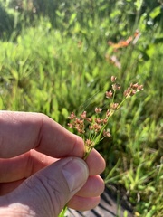 Juncus oxycarpus