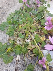 Malva sylvestris