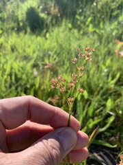 Juncus oxycarpus