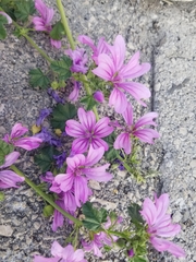 Malva sylvestris