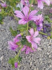 Malva sylvestris