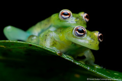 Chimerella mariaelenae