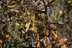 Searsia divaricata