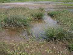 Fimbristylis sieboldii