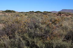 Searsia divaricata